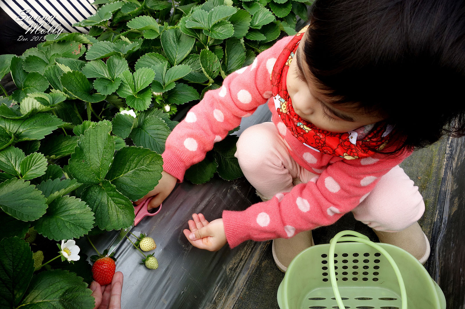 [親子旅遊。懶人包] 草莓季來囉!! 臺北、新竹、苗栗、台中、台東自採草莓農場、景點、行程推薦 @兔兒毛毛姊妹花