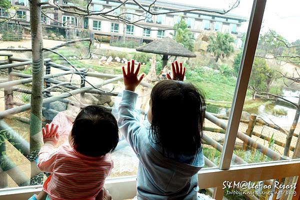 [新竹。親子飯店] 兔兒3歲 BdayTrip (上)-和長頸鹿當鄰居@六福莊生態度假旅館 (含訂房攻略) @兔兒毛毛姊妹花