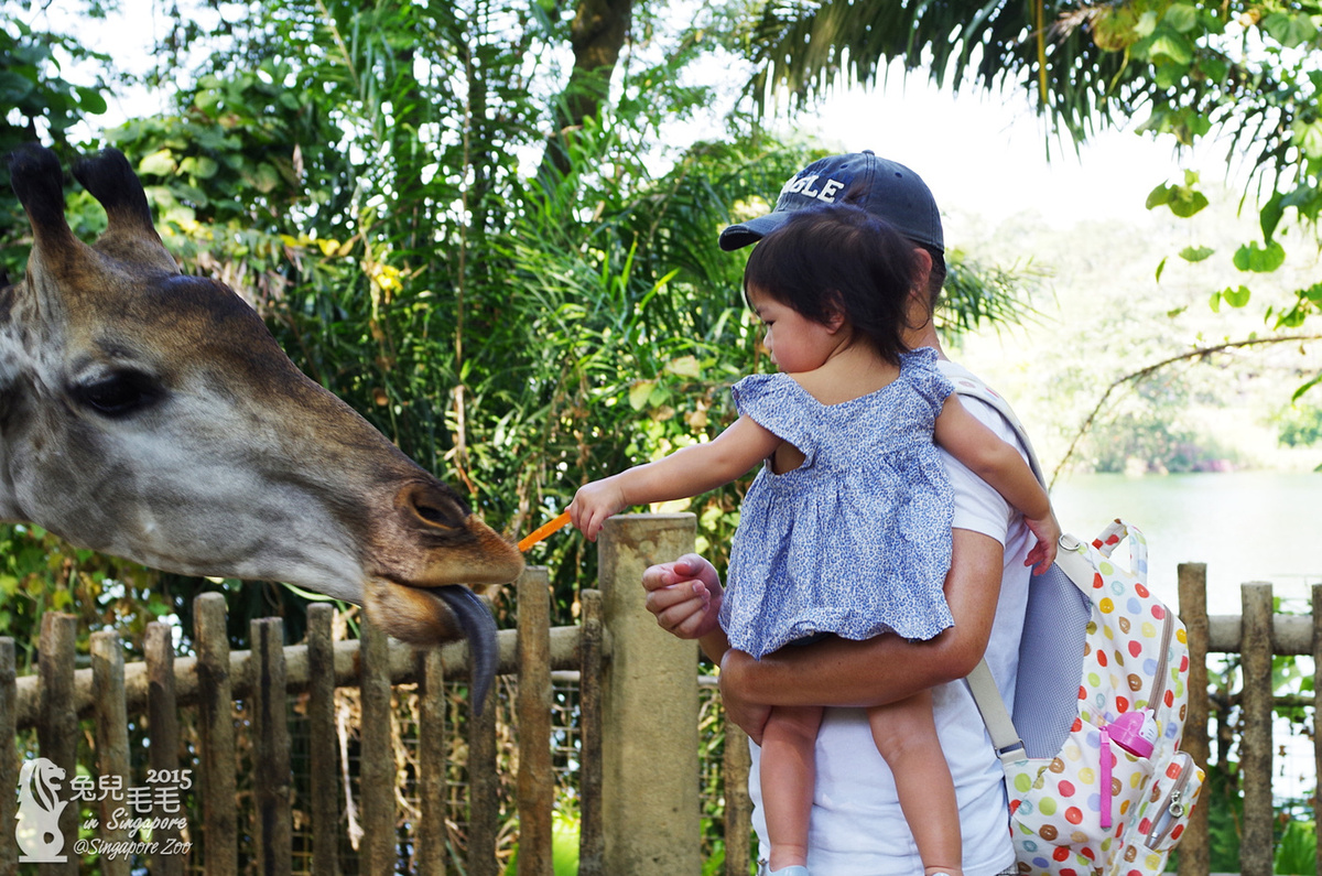 [2015。新馬|親子|自助]『新加坡動物園』(上)～可以親手餵長頸鹿吃東西ㄟ!! @兔兒毛毛姊妹花
