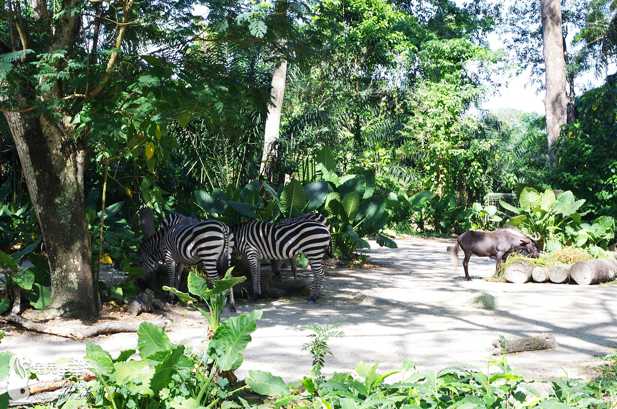 [2015。新馬|親子|自助]『新加坡動物園』(上)～可以親手餵長頸鹿吃東西ㄟ!! @兔兒毛毛姊妹花