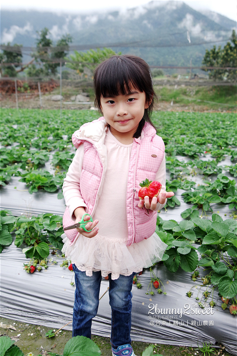 [親子遊。台東] 後山也能採草莓!! 台東關山親山農園 @兔兒毛毛姊妹花