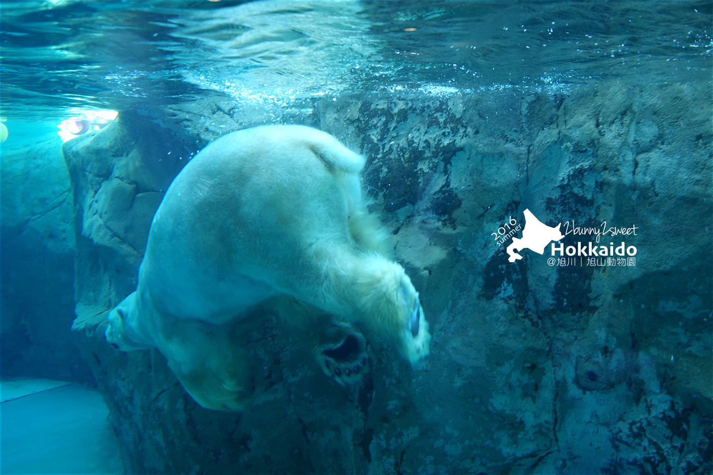 [北海道|親子|自駕] 旭山動物園～看極地動物不用隔著玻璃!! 在『旭山動物園』和企鵝、北極熊面對面～旭川親子景點 @兔兒毛毛姊妹花