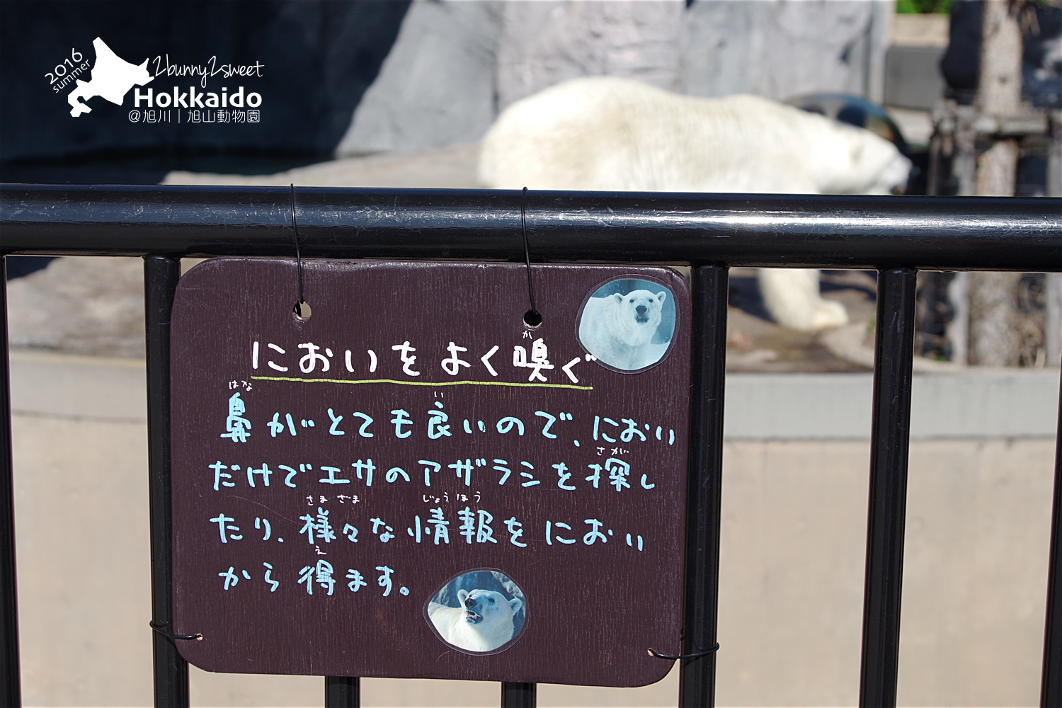 [北海道|親子|自駕] 旭山動物園～看極地動物不用隔著玻璃!! 在『旭山動物園』和企鵝、北極熊面對面～旭川親子景點 @兔兒毛毛姊妹花