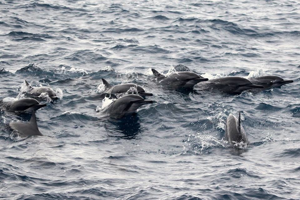 [親子遊。花蓮] 到海豚的家看海豚～專業又重保育的多羅滿賞鯨 x 黑潮海洋文教基金會 @兔兒毛毛姊妹花