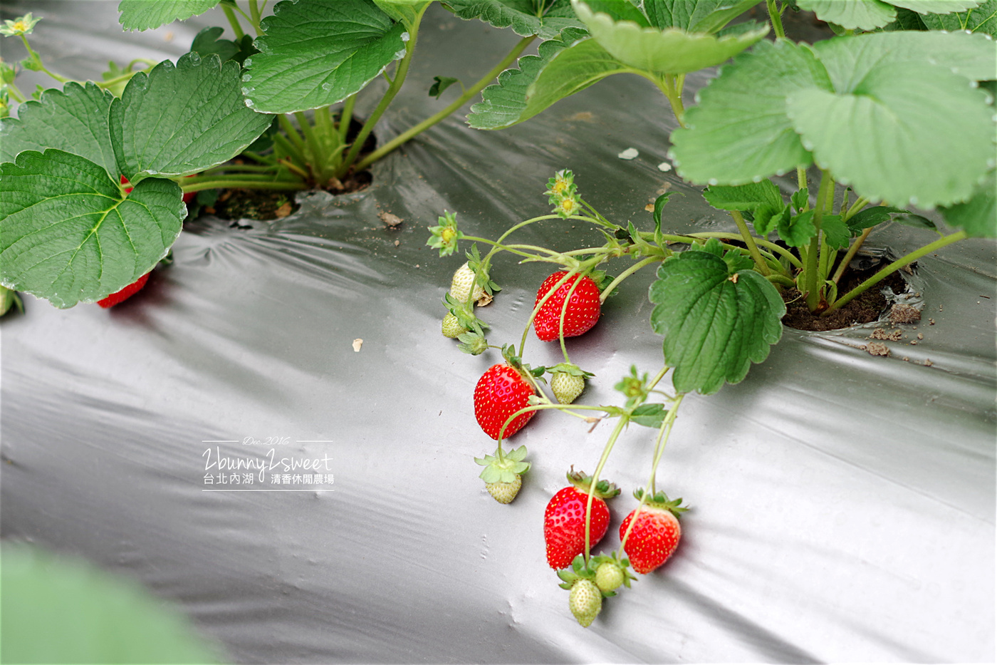 [親子遊。台北] 內湖自採草莓、採蔬果、DIY～清香休閒農場～溫室採草莓不怕吹風日曬雨淋，雨天也可以採草莓!! @兔兒毛毛姊妹花