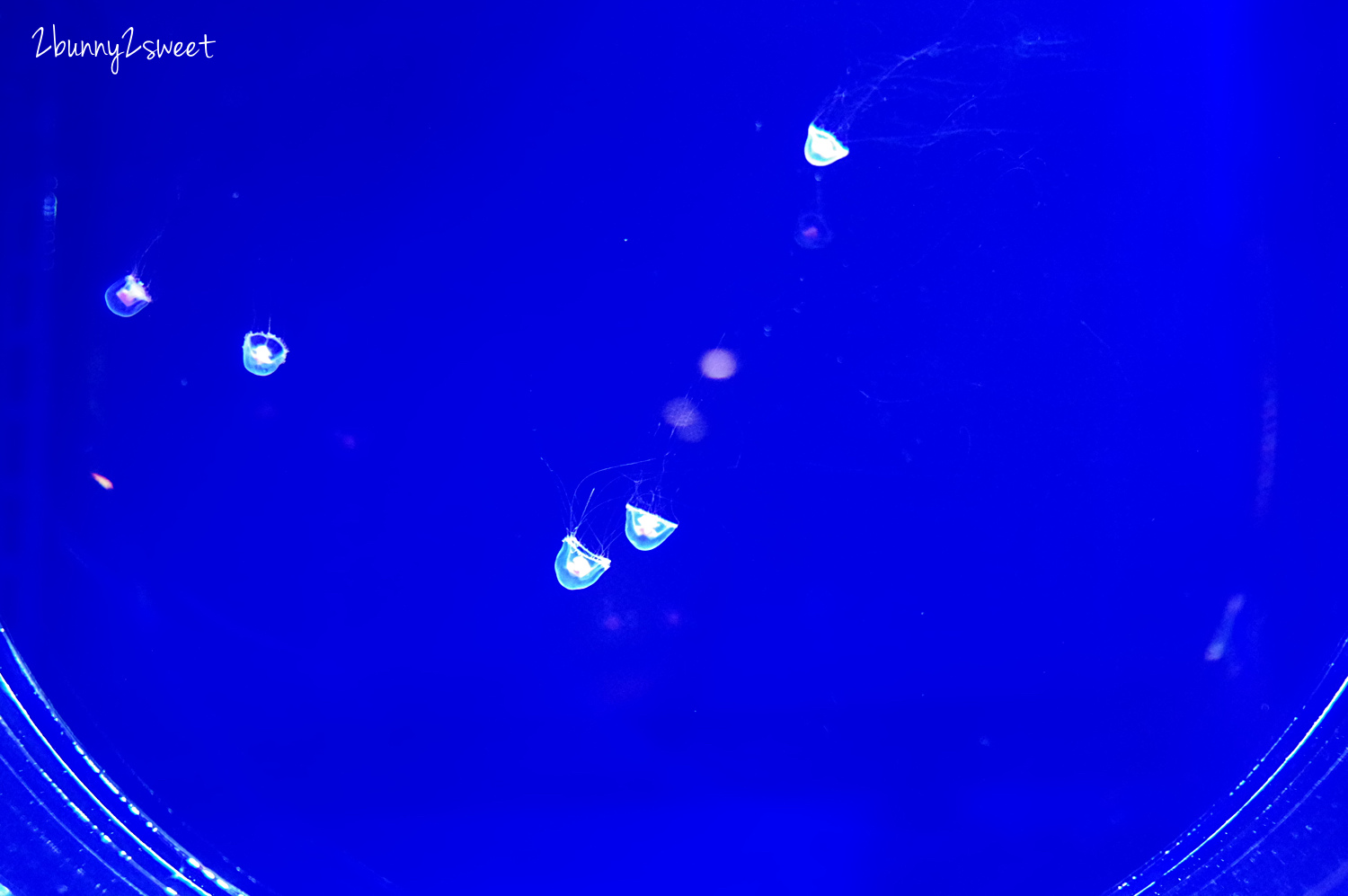 東京親子景點》墨田水族館～晴空塔下竟然藏了一個超大海水缸和養了企鵝和海狗的全日本最大室內開放式水槽｜東京室內景點｜雨天景點 @兔兒毛毛姊妹花