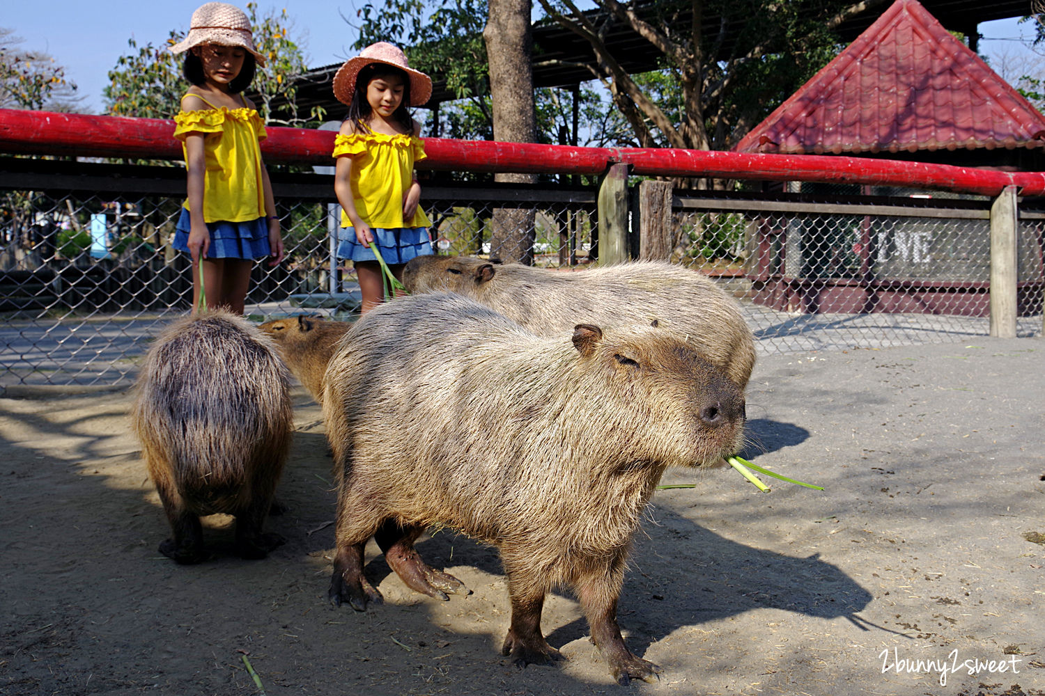 台南親子景點》頑皮世界野生動物園～近距離餵食水豚，一次看到300多種野生動物，還能玩遊樂園大型設施～南台灣最大野生動物園｜水豚互動體驗預約方式&#038;價格 @兔兒毛毛姊妹花