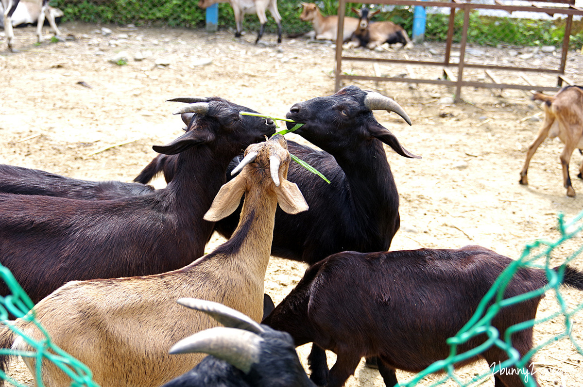 宜蘭員山親子景點》可達休閒羊場～免門票 超便宜餵動物農場～100 元可以餵羊喝奶吃草、餵雞、餵鴨、餵鵝、餵兔子、餵自己，還有羊奶冰淇淋 DIY｜宜蘭免費景點 @兔兒毛毛姊妹花
