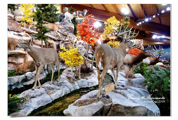 [2009 Minnesota] Cabela’s 是獵具店還是自然博物館?? @兔兒毛毛姊妹花