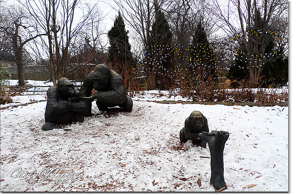 [2010 Chicago] 冬眠中的林肯公園動物園 @兔兒毛毛姊妹花