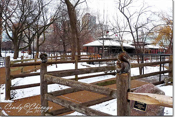 [2010 Chicago] 冬眠中的林肯公園動物園 @兔兒毛毛姊妹花
